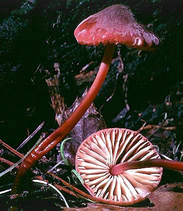 Marasmius plicatulus